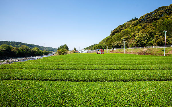 自家茶園