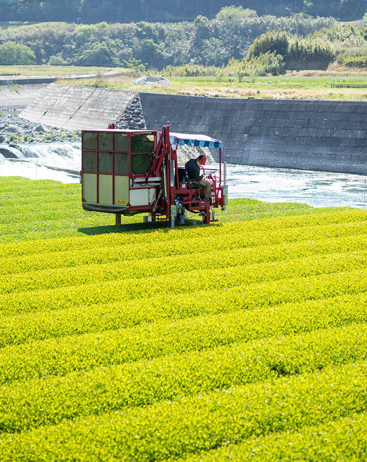 瀬川製茶：熊本阿蘇の麓の玉緑茶：自社農園・製造・加工・直売